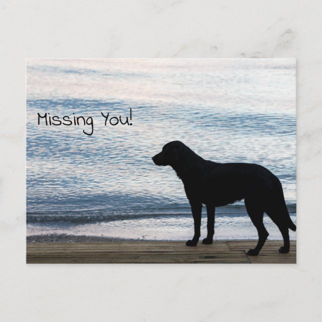A Lonely Dog with "Missing You" Message Postcard (Front)
