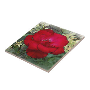 A lonely rose tile
