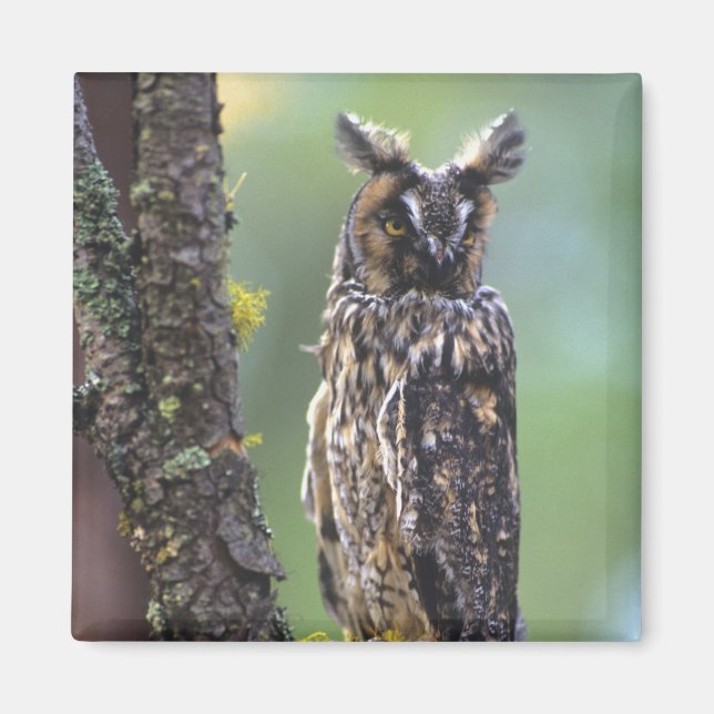 A long-eared owl perched on a tree branch magnet (Front)