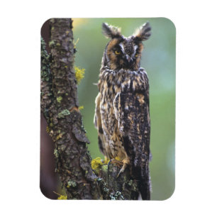 A long-eared owl perched on a tree branch magnet
