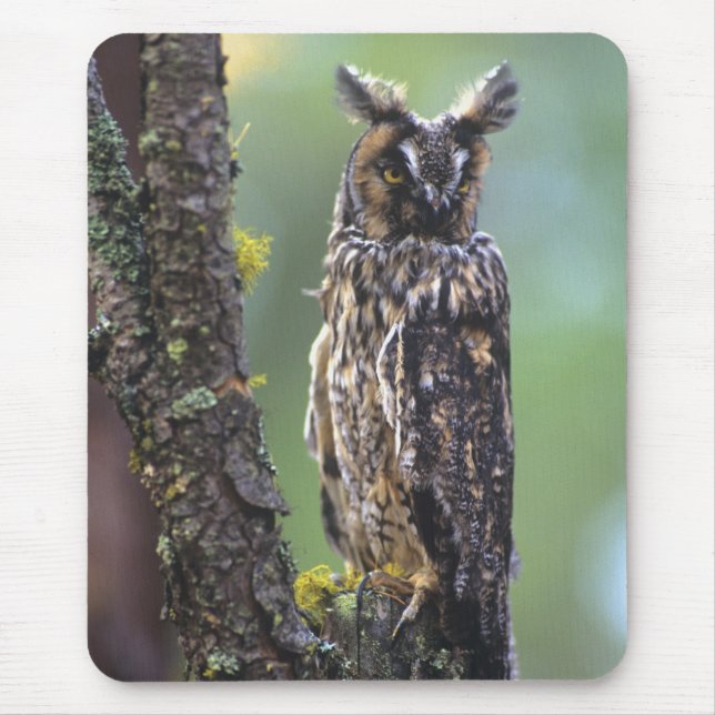 A long-eared owl perched on a tree branch mouse mat (Front)