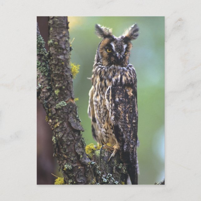 A long-eared owl perched on a tree branch postcard (Front)