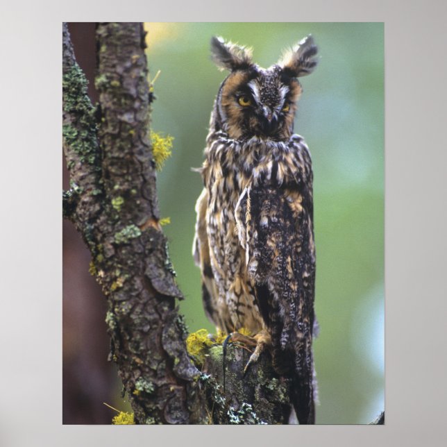 A long-eared owl perched on a tree branch poster (Front)