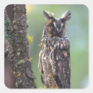A long-eared owl perched on a tree branch square sticker