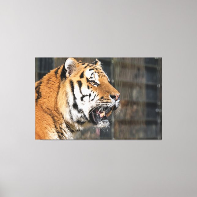 A look of a tiger canvas print (Front)