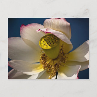 A Lotus Blossom Postcard