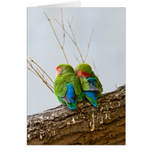 A Lovebird Couple On A Branch
