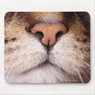 A macro image of a cat's nose and mouth. mouse mat