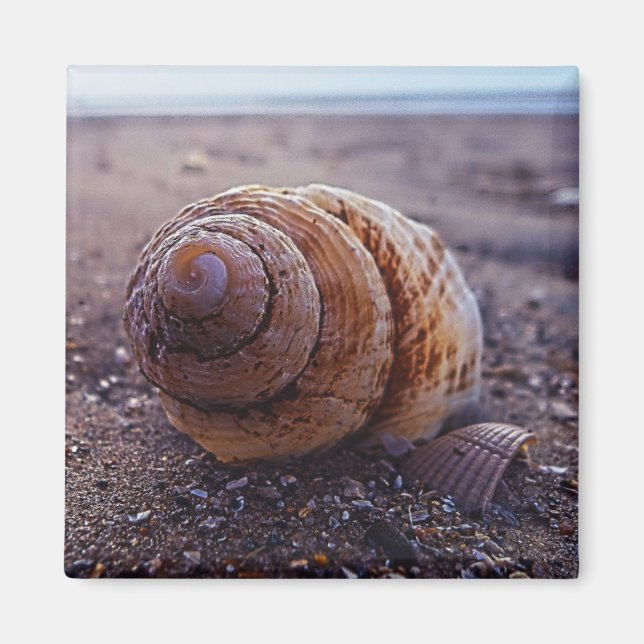 A Macro View Of A Spiral Shell Magnet (Front)