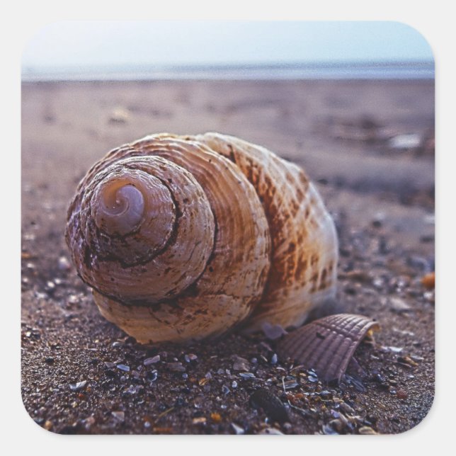 A Macro View Of A Spiral Shell Square Sticker (Front)