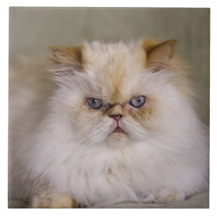 A mad, upset, reclining Flame Point Himalayan Tile