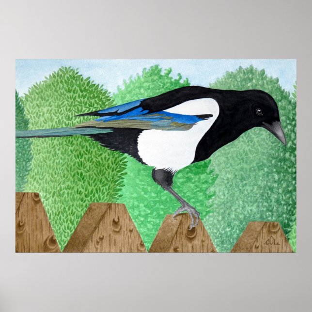 A Magpie perched on a fence Poster (Front)