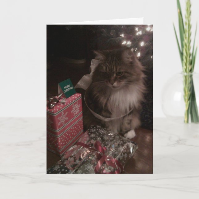 A Maine Coon Christmas Holiday Card (Front)