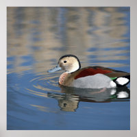 A Male Blue Billed Ringed Teal Swims in a pond