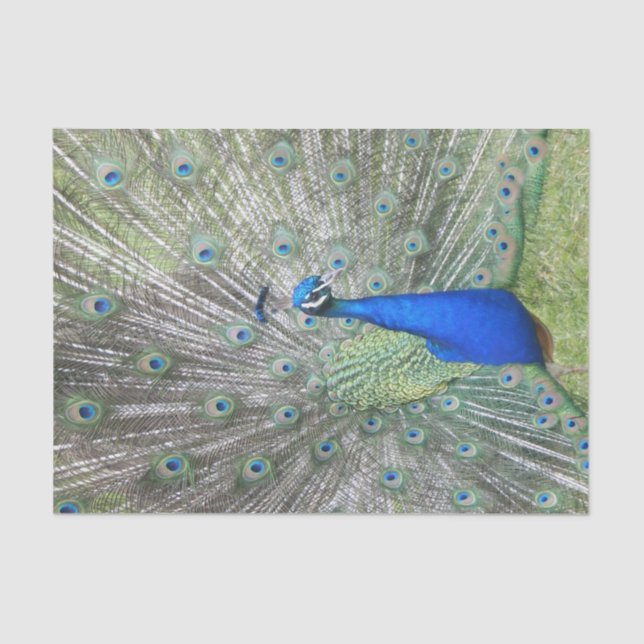 A Male Indian Peacock Fans it's tail Feathers Tissue Paper (Front)