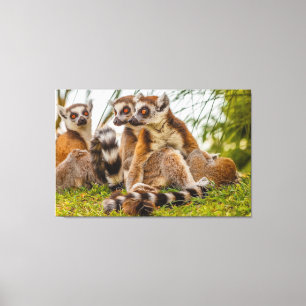 a male lemur hugs his female on stretched canvas print