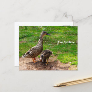 A Mallard Duck and her Duckling Postcard