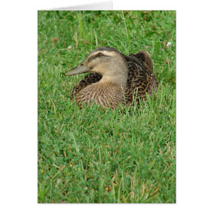 A Mallard Hen