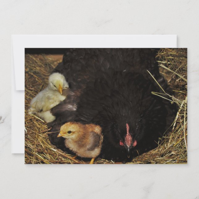 A Mama and Her Chicks (Front)