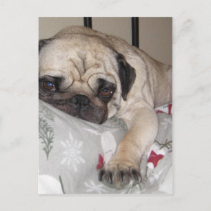 A man's best friend... postcard