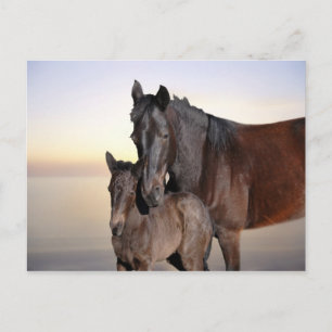 A mare and her baby foal postcard