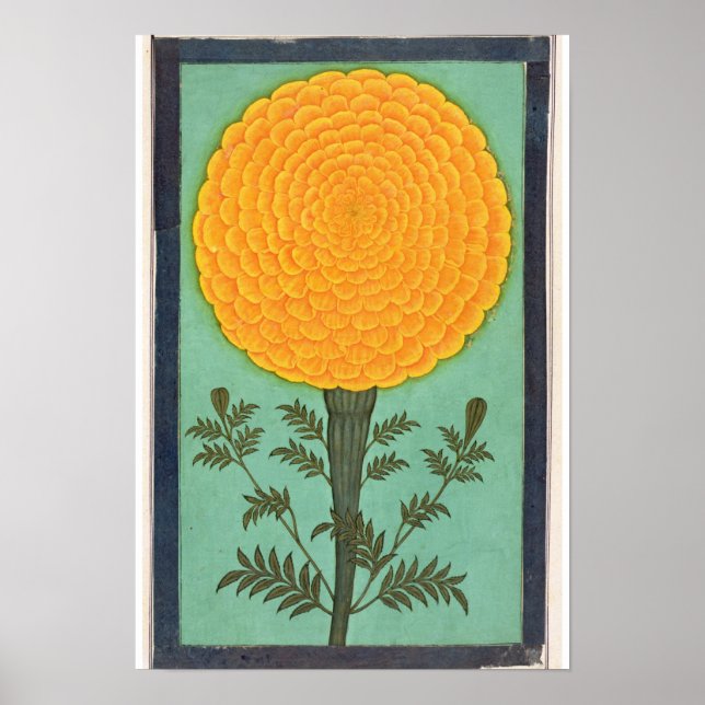 A Marigold, from the Small Clive Album Poster (Front)