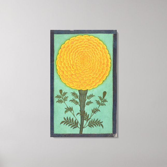 A Marigold, from the Small Clive Album (w/c on pap Canvas Print (Front)