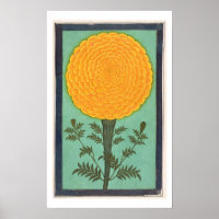 A Marigold, from the Small Clive Album (w/c on pap