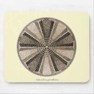 A Marine Diatom Mouse Mat
