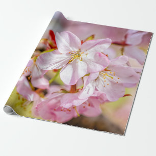 A Marvellous Bunch Of Pink Sakura Flowers Wrapping Paper