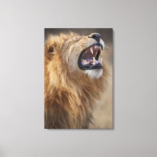 A mature male lion (Panthera leo) in the Savuti Canvas Print