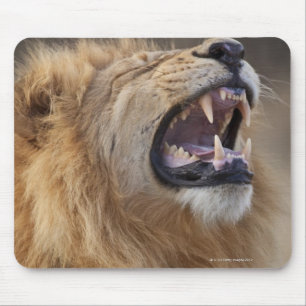 A mature male lion (Panthera leo) in the Savuti Mouse Mat