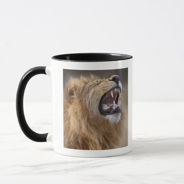 A mature male lion (Panthera leo) in the Savuti Mug (Left)