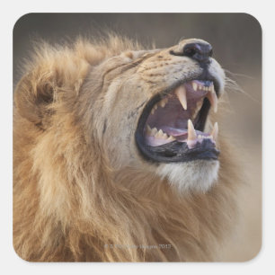 A mature male lion (Panthera leo) in the Savuti Square Sticker