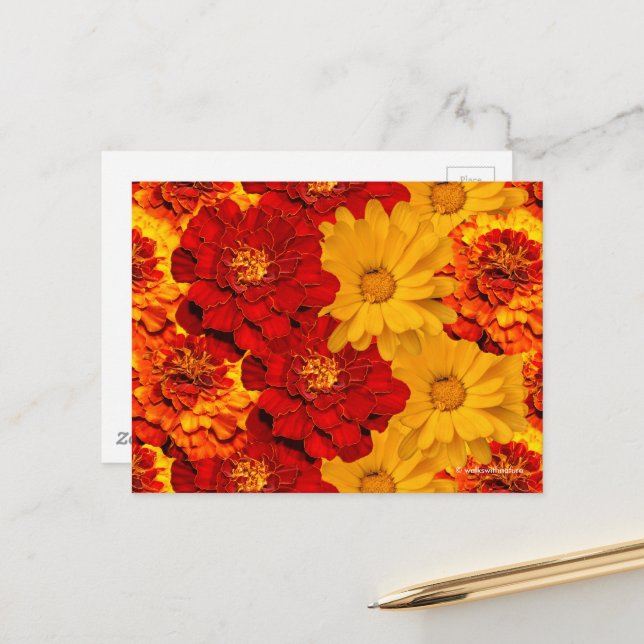 A Medley of Red Yellow and Orange Marigolds Postcard (Front/Back In Situ)