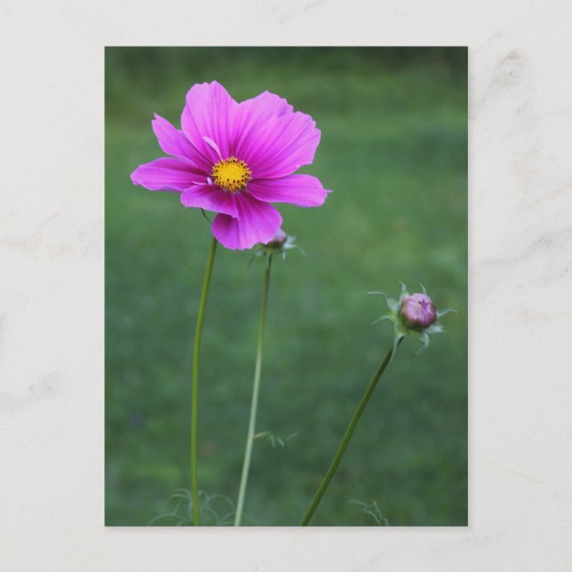 A Mexican Aster Postcard (Front)
