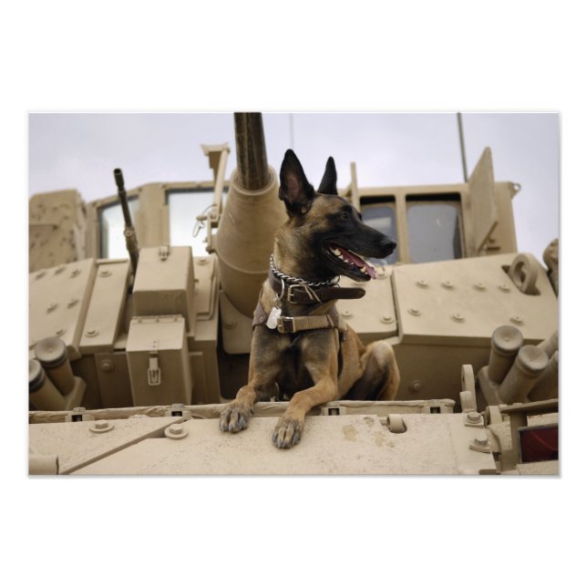 A military working dog sits on a M2A3 Photo Print (Front)