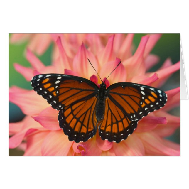 A Mimic Of The Monarch Butterfly (Front Horizontal)