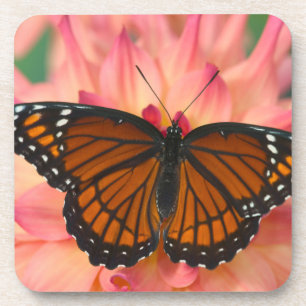 A Mimic Of The Monarch Butterfly Coaster