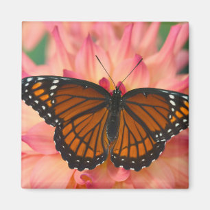A Mimic Of The Monarch Butterfly Magnet