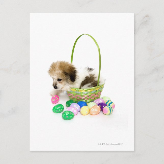 A mixed breed puppy sitting in an Easter basket Holiday Postcard (Front)