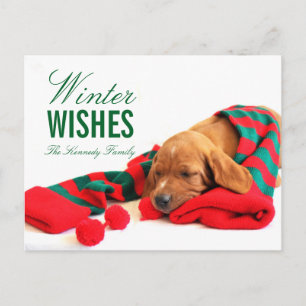 A mixed Vizsla puppy Postcard