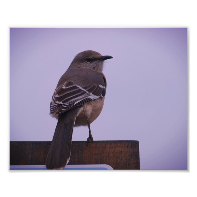 A Mockingbird Song Bird Photo Print (Front)