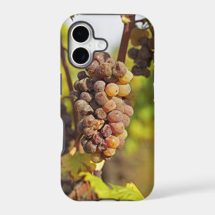 A moldy Semillon grape bunch at Ch Raymond Lafon