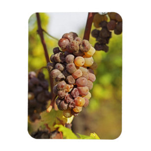 A moldy Semillon grape bunch at Ch Raymond Lafon Magnet
