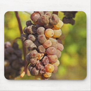 A moldy Semillon grape bunch at Ch Raymond Lafon Mouse Mat