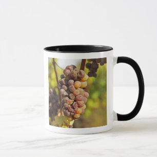 A moldy Semillon grape bunch at Ch Raymond Lafon Mug