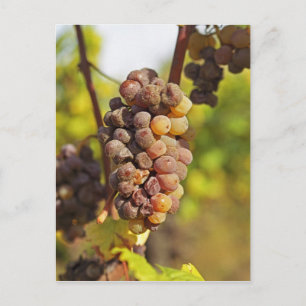 A moldy Semillon grape bunch at Ch Raymond Lafon Postcard