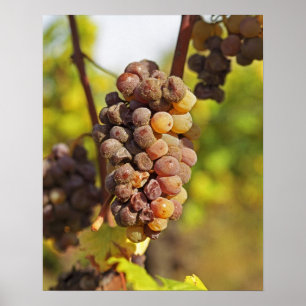 A moldy Semillon grape bunch at Ch Raymond Lafon Poster