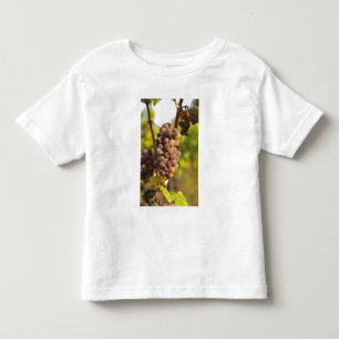 A moldy Semillon grape bunch at Ch Raymond Lafon Toddler T-Shirt